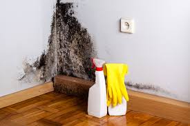 Why You Should Choose Our Mold Remediation Services in Belington, WV